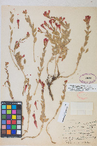 Epilobium canum subsp. latifolium image