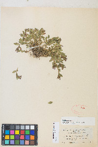 Epilobium clavatum image