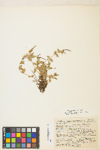 Epilobium clavatum image