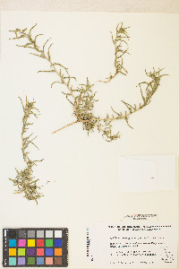 Epilobium cleistogamum image