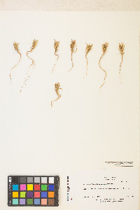 Epilobium cleistogamum image