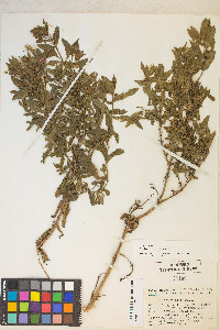 Epilobium hirsutum image