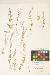 Epilobium hornemannii image