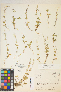 Epilobium hornemannii image