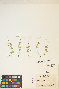 Epilobium hornemannii var. hornemannii image