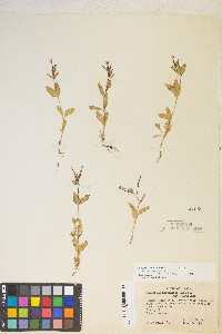 Epilobium hornemannii var. hornemannii image