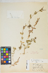 Epilobium hornemannii var. hornemannii image