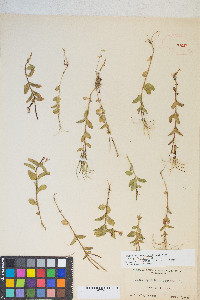 Epilobium hornemannii var. hornemannii image