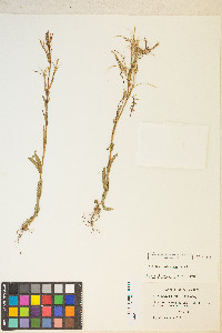 Epilobium halleanum image