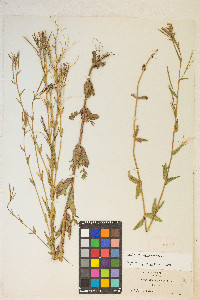 Epilobium halleanum image