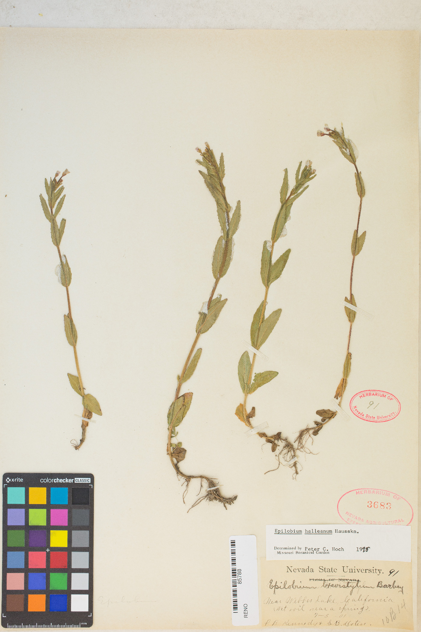 Epilobium halleanum image