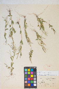 Epilobium halleanum image