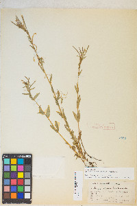 Epilobium halleanum image