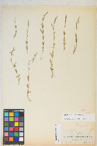 Epilobium halleanum image