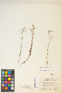 Epilobium halleanum image