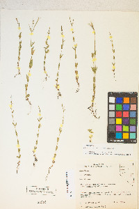 Epilobium halleanum image