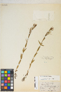 Epilobium halleanum image