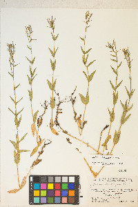 Epilobium halleanum image