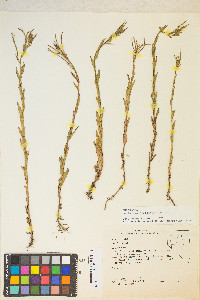 Epilobium halleanum image