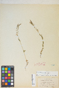 Epilobium halleanum image