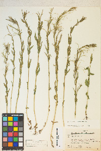 Epilobium halleanum image