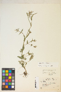 Epilobium halleanum image