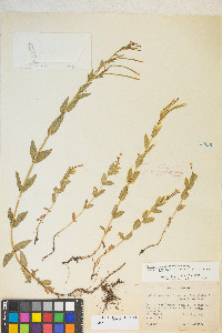 Epilobium glaberrimum image