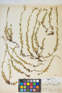 Epilobium glaberrimum image