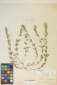 Epilobium glaberrimum var. fastigiatum image