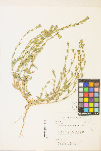 Epilobium densiflorum image