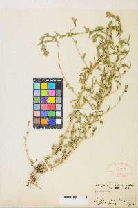 Epilobium densiflorum image