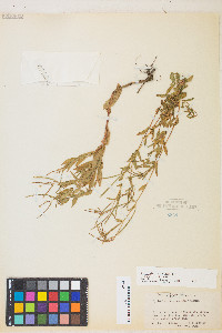 Epilobium ciliatum var. ciliatum image