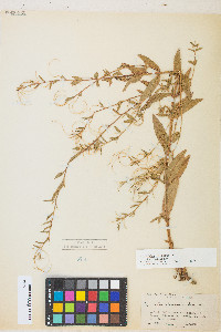 Epilobium ciliatum var. ciliatum image