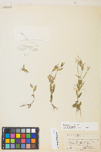 Epilobium ciliatum var. ciliatum image