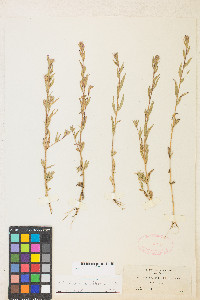 Epilobium densiflorum image