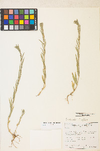 Epilobium densiflorum image