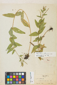 Epilobium ciliatum subsp. glandulosum image