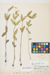 Epilobium ciliatum subsp. glandulosum image