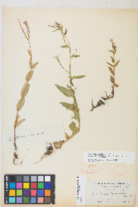 Epilobium ciliatum subsp. glandulosum image