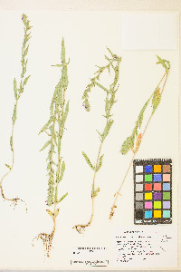 Epilobium densiflorum image