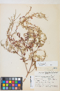 Epilobium ciliatum var. ciliatum image