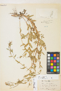 Epilobium ciliatum var. ciliatum image