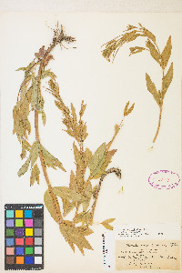 Epilobium ciliatum var. ciliatum image