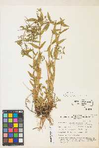 Epilobium ciliatum var. ciliatum image