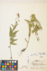 Epilobium ciliatum var. ciliatum image