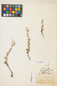 Epilobium ciliatum var. ciliatum image