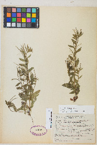 Epilobium ciliatum var. ciliatum image