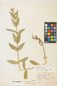 Epilobium ciliatum subsp. glandulosum image