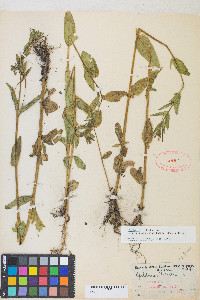 Epilobium ciliatum subsp. glandulosum image