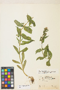 Epilobium ciliatum subsp. glandulosum image